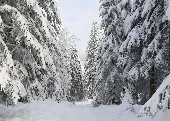 Merle In Winterberg-altastenberg Daire